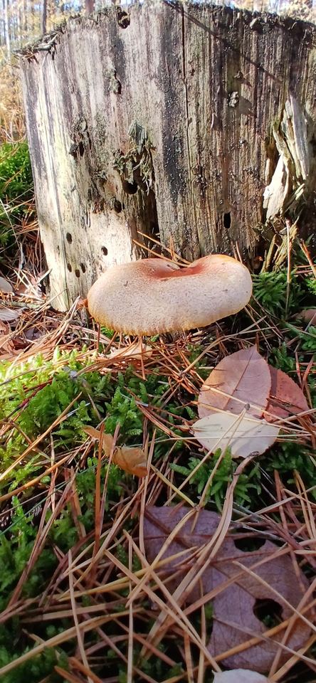 Rycerzyk czerwonozłoty — 🍄 Cały owocnik