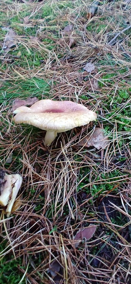 Rycerzyk czerwonozłoty — 🍄 Cały owocnik