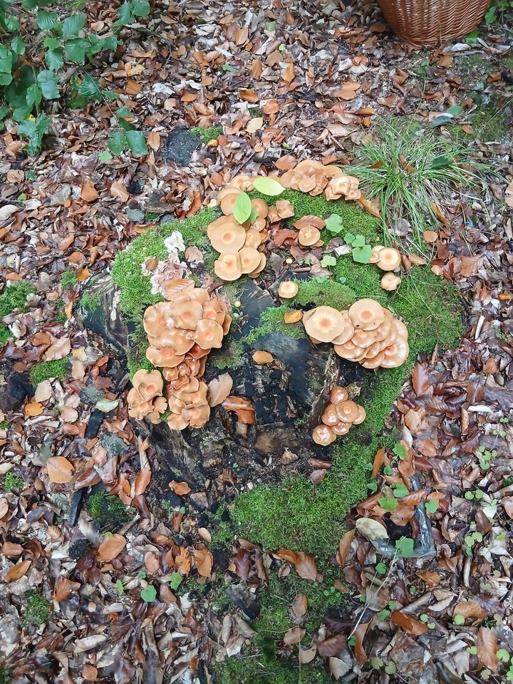 Łuskwiak zmienny