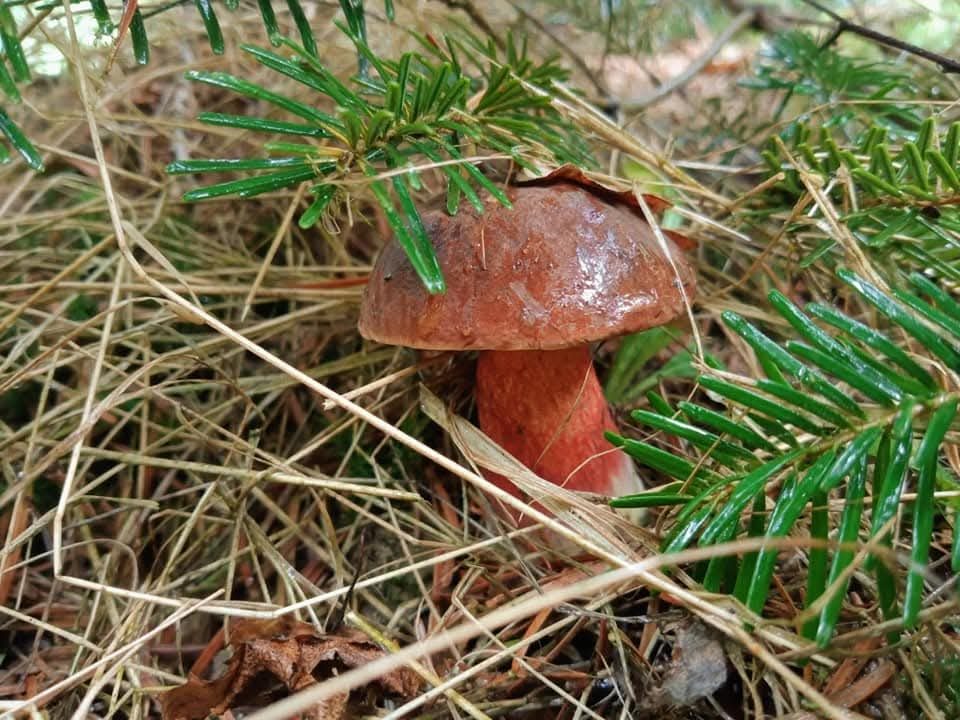 Krasnoborowik Ceglastopory
