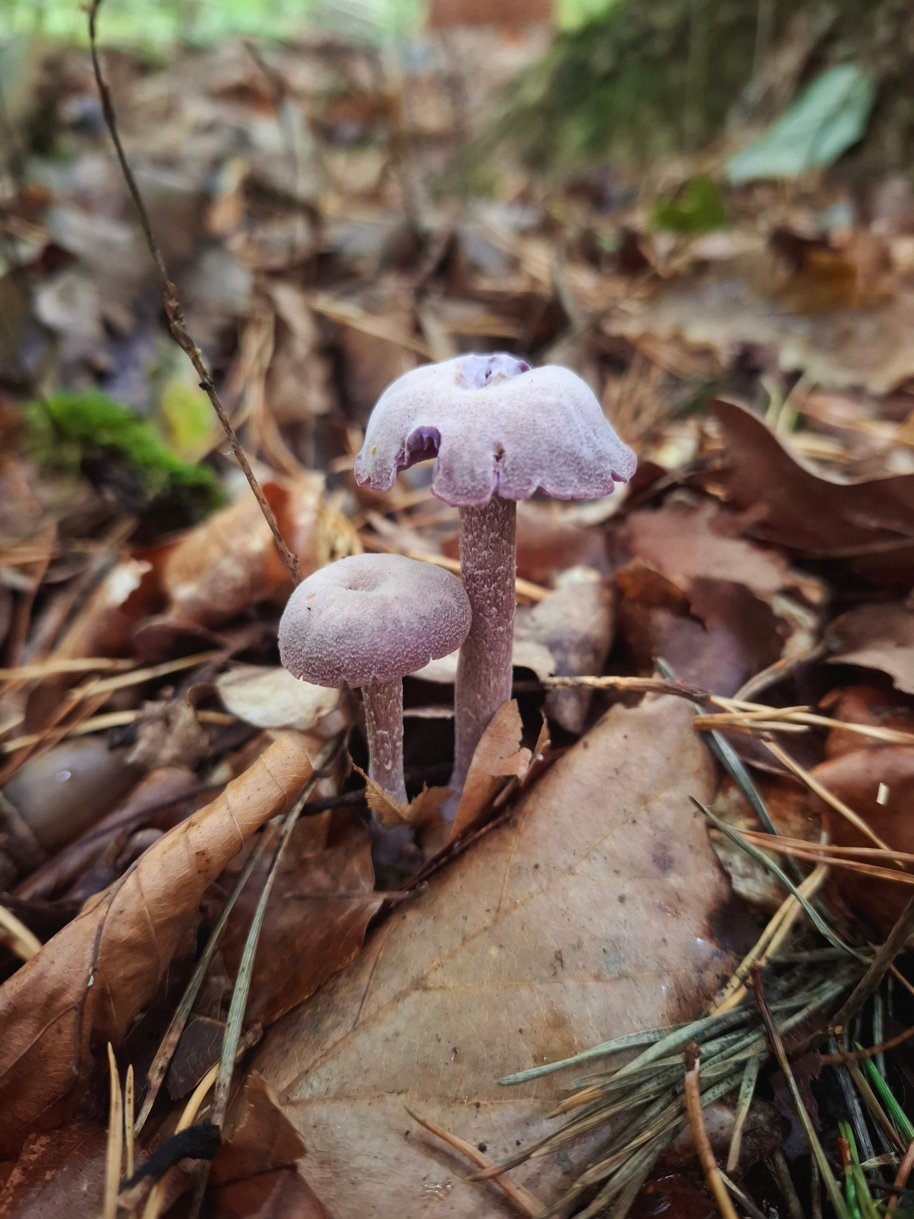 Lakówka ametystowa