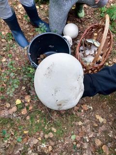 Czasznica olbrzymia