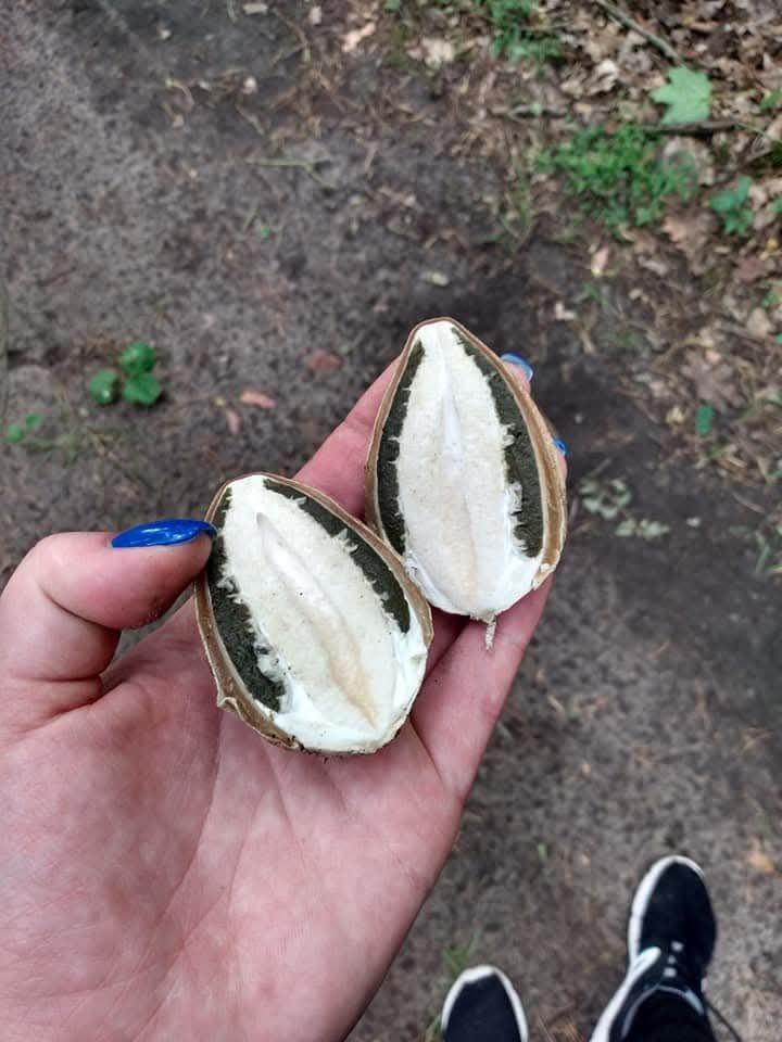 Sromotnik bezwstydny